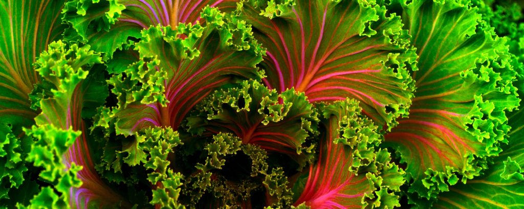 High in fiber foods vegetables image